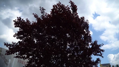Red tree and strong wind good for meditation Stock Footage 90186891