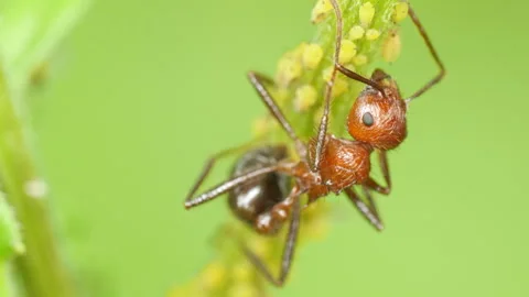Red Tree ants farming yellow Aphids during the monsoon months Stock Footage 342196289