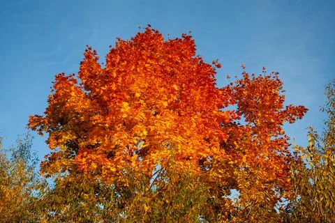 Red tree, autumn Stock Photos