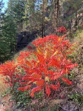 Red tree in the Autumn Stock Photos