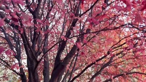 A red tree in autumun 스톡 동영상 220617366