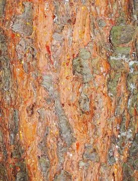 Red tree bark texture 스톡 사진
