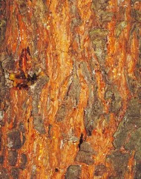 Red tree bark texture 스톡 사진