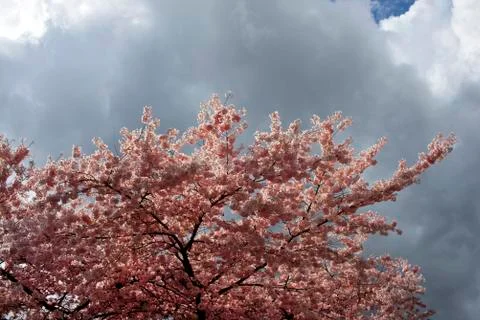 Red tree in the blossom 스톡 사진
