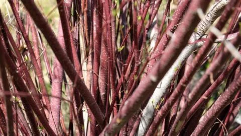 Red tree branches forming a v shape Stock Photos