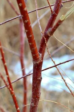 Red Tree Branches in Winter Stock Photos