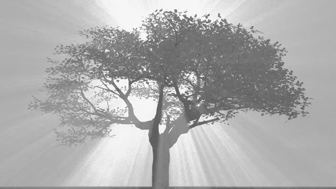 Red tree bw 스톡 동영상 70217395