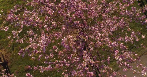 Red tree in the city park Riga town center Stock Footage 84237940