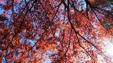 Red tree crown Stock Footage 106506328