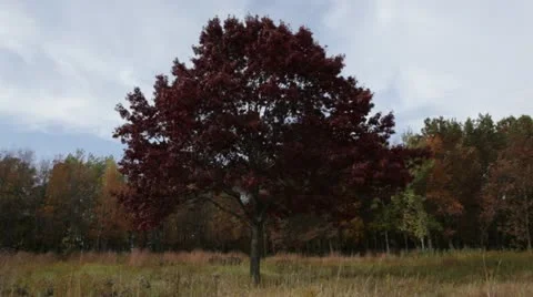 Red Tree in the Fall Prairie Stock Footage 12246278