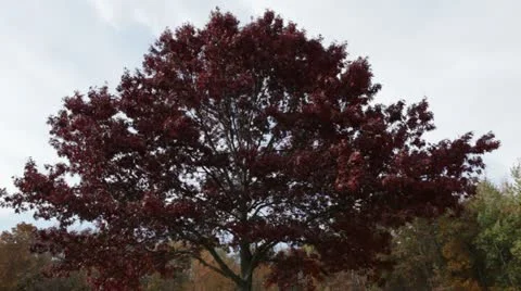 Red Tree in the Fall Prairie, tilt from top to bottom Stock Footage 12245810