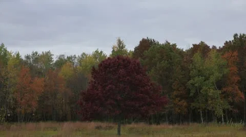 Red Tree in the Fall Prairie Time Lapse Stock Footage 12243579