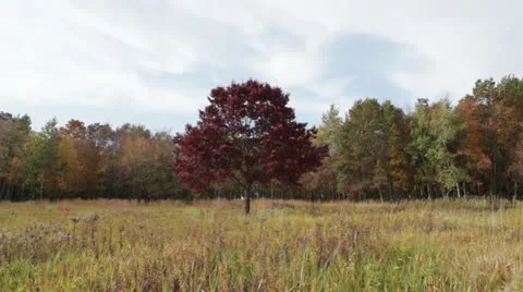 Red Tree in the Fall Prairie - zoom in Stock Footage 12245722