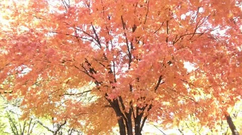 Red Tree in Fall Swaying in Wind 스톡 동영상 12612644