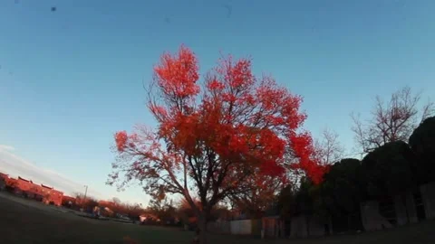 Red Tree in Fall Zoom in Stabilizing Shot Stock Footage 148054709
