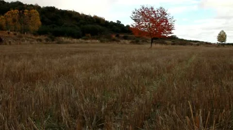 A red tree in a field Stock-Footage 10916870
