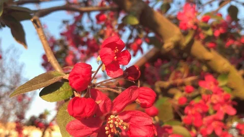 Red tree flowers in the garden. Stock Footage 106310587