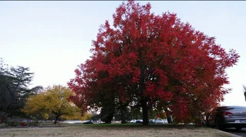Red Tree Stock Footage 12158521