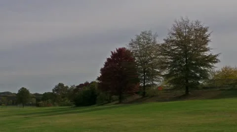 Red Tree Stock Footage