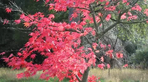 Red tree Stock-Footage 12701288