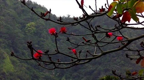 Red tree Stock Footage 36688060