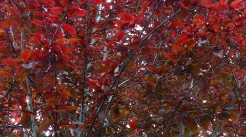 Red Tree Stock Footage 52548207