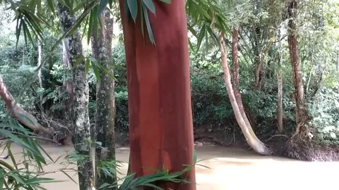 A Red Tree Stock Footage 242596288