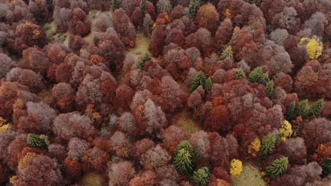 Red tree forest drone shot Stock-Footage 272181490