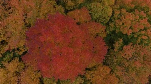 Red tree in forest of yellow ones seen by drone slowly flying above Stock Footage 119179322