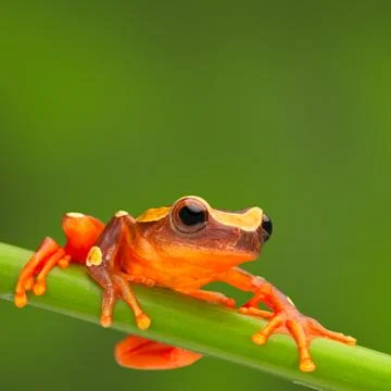 Red tree frog climbing Stock Photos