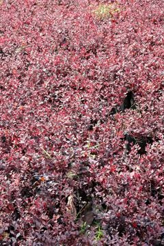 Red tree in the garden. Stock Photos