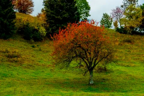Red tree on green meadow Stock Photos