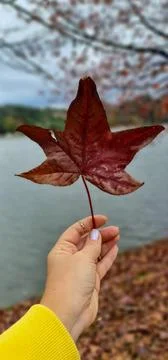 Red Tree Leaf on the Lake Stock Photos
