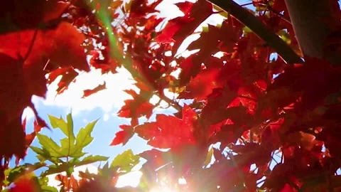 Red Tree Leafs | Autumn Video stock 150728496