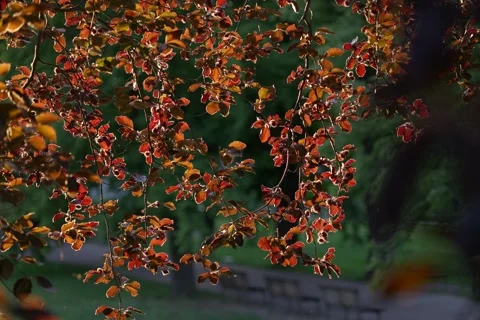 Red tree leaves beautifully lit by the setting spring sun Stock Footage 275244071