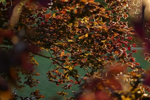 Red tree leaves beautifully lit by the setting spring sun Stock Footage 275244082
