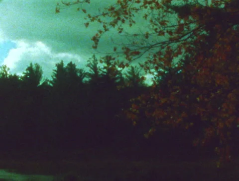 Red tree leaves blowing in the wind and a dark forest, retro, vintage, Super 8 動画素材 280440991