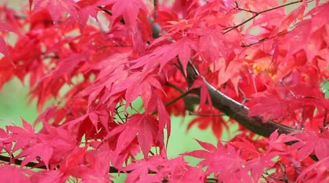 Red tree leaves Stock-Footage 12574846