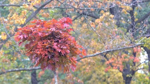 Red Tree Leaves Stock Footage 81456886