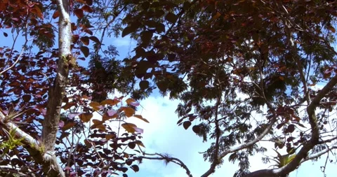 Red tree leaves moving by the wind in a botanical garden against blue sky Stock Footage 242489729