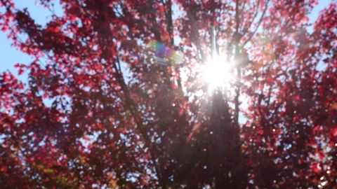 RED TREE LENS FLARE Stock Footage 181008168