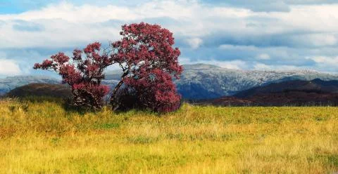Red tree with mountains in background Stock Photos