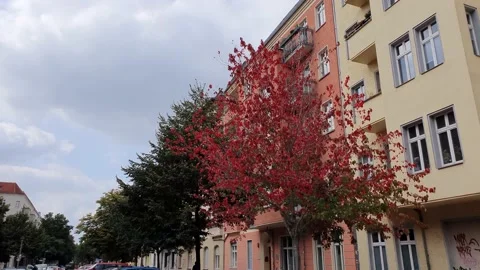 Red tree on one of the Berlin streets. Stock Footage 168966052