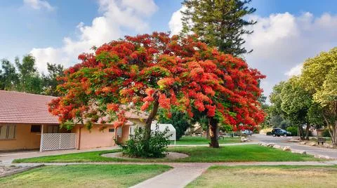 The Red Tree Stock Photos