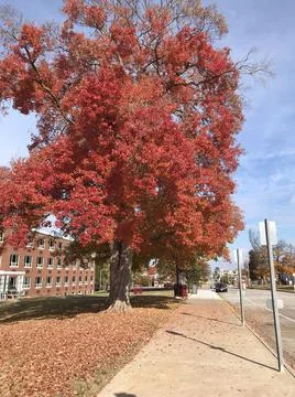 Red Tree Stock Photos