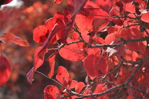 Red tree Stock Photos