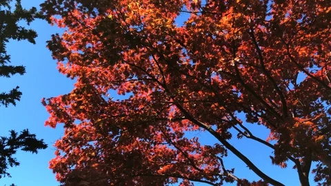 Red Tree at the Sea. View on the Acer Japonicum on the Blue Sky Stock Footage 112249107