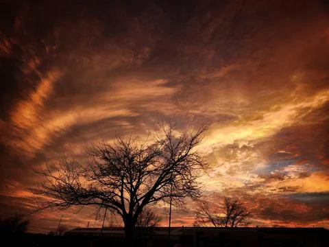 Red Tree Sky Stock Photos