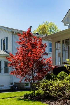 Red tree stands in a yard beside a white house with clear blue sky above du.. Fotos Stock
