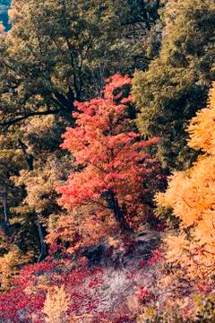 Red tree surrounded by green Stock Photos